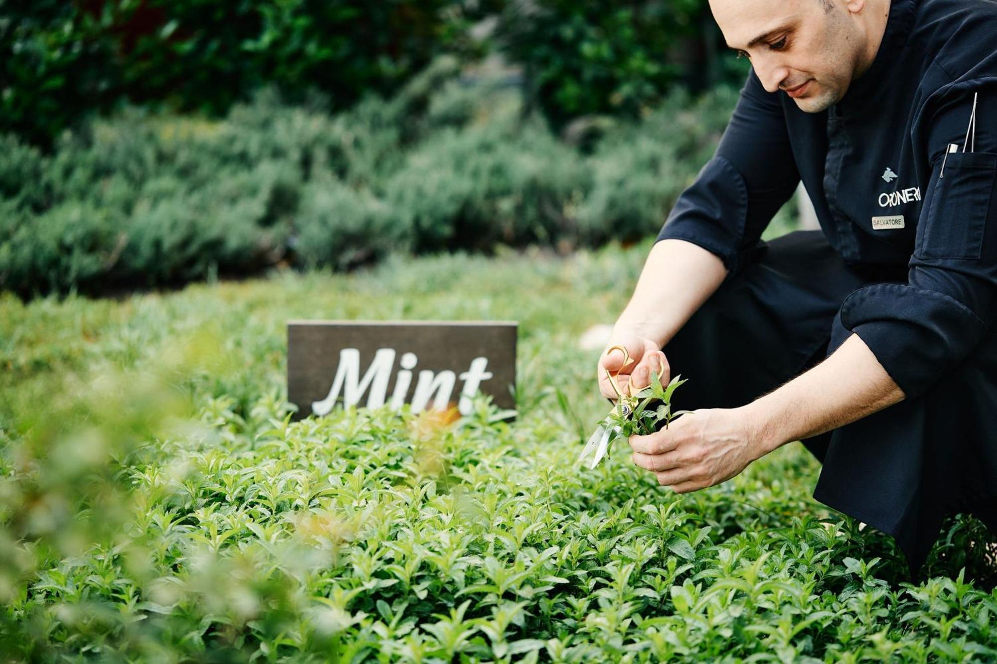 เจดับบลิว แมริออท อับเชอรอน บากู Hotel ภายนอก รูปภาพ Mint being harvested